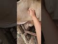 Inject vitamin pada induk sapi #cow #shorts #animals