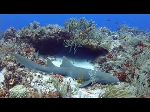 Vidéo: Meilleurs Plongée Sous-marine à Cozumel Au Mexique, Y Compris Les Creux, Les Murs Et Les épaves