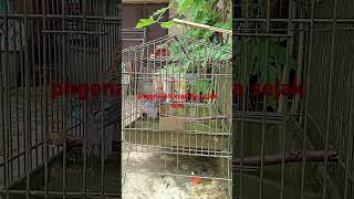 nikmatnya klo trotol anis udah lncar kluar msuk kramba