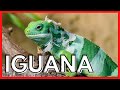 IGUANA - como CRIAR esse animal exótico de estimação - fatos importantes e curiosidades.