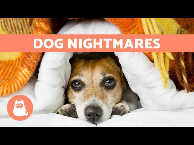 The Ultimate Guide: Do Dogs Have Nightmares and Why? 3 sddefault