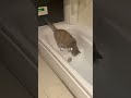 お湯ソムリエ #cat #猫