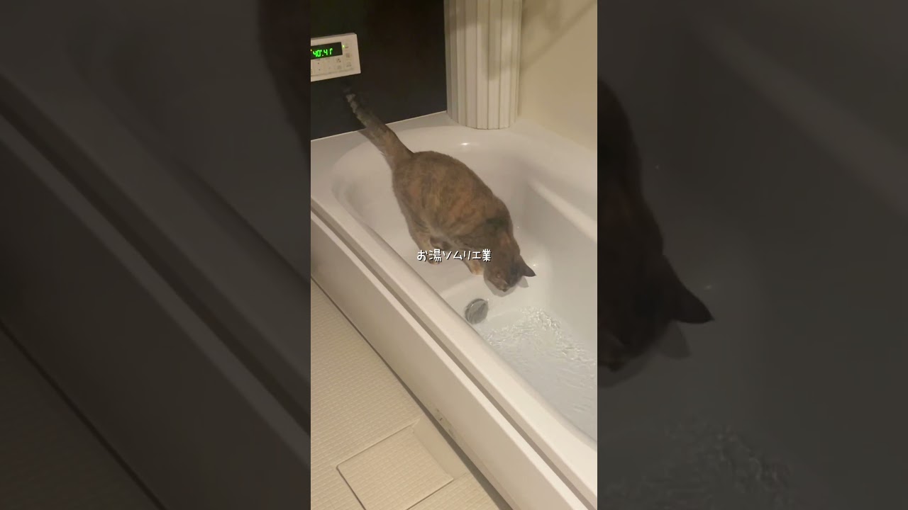 お湯ソムリエ #cat #猫