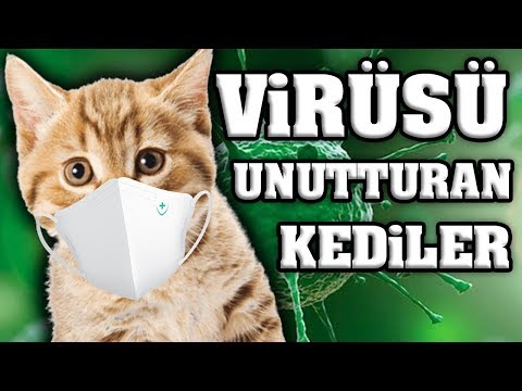 Virüsü Unutturacak Konuşan Kediler – En Komik Kedi Videoları