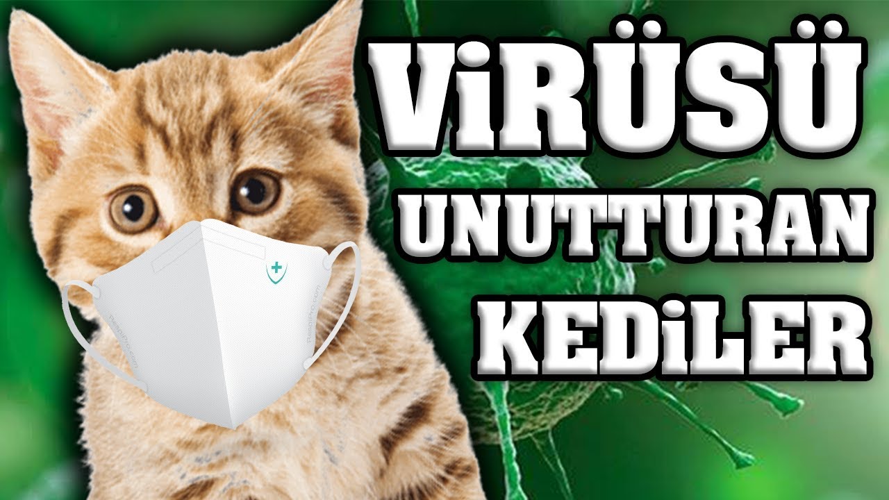 Virusu Unutturacak Konusan Kediler En Komik Kedi Videolari Youtube Mini Games Comedy Animals