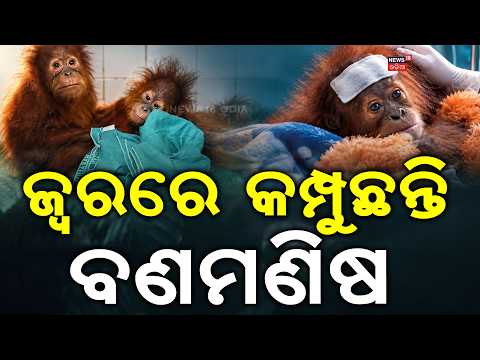 ଜ୍ୱରରେ କମ୍ପୁଛନ୍ତି ବଣ ମଣିଷ | Nandankanan Orangutan Falls Sick Again One of 5 Rescued Orangutans Fever