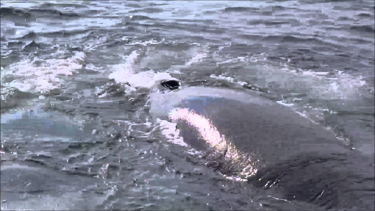 Whale Watching Cape Cod - YouTube
