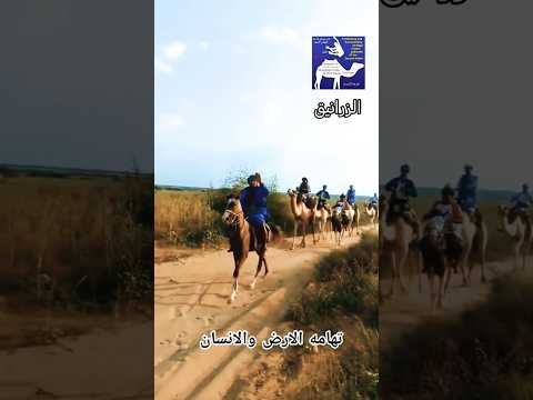لمحة قد تعجبك للخيالة وعشاق ركوب الهجن لقطة من الريف التهامي لشباب الزرانيق بتاريخ 19 ديسمبر 2025 