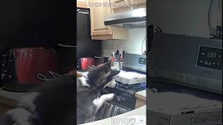 Dogs accidentally set fires in their homes #dog #fire #viralshorts