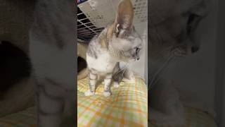 地震でシッポが太くなる保護猫 Earthquakes make cats' tails thicker.