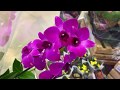 НОВЫЕ ОРХИДЕИ мини обзор // фаленопсисы и дендробиум Санука орхидеи в Ашане 2020