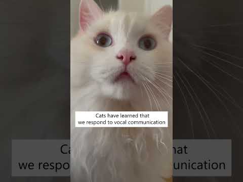Wideo: Co oznacza słowo „miau”?