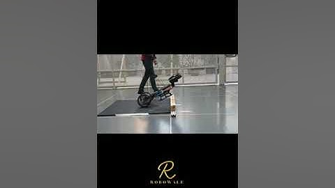 Animal-inspired robot transforms to roll, crawl, walk and fly across terrain