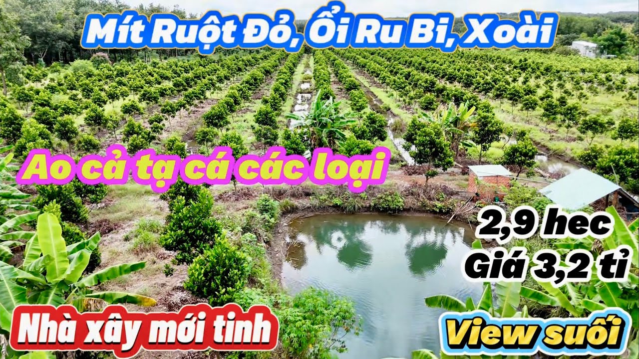 2,9 hec nhà vườn cây ăn trái đã thu hoạch. View Suối, Ao nhiều Cá. Nhà xây mới tinh. Giá 3,2 tỉ
