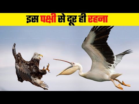 वीडियो: पेलिकन संक्षेप में क्या है?