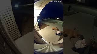 Hero Dog Rings Doorbell & Drags Collapsed Neighbor From Car Shocking Doorbell Cam
