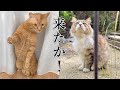 雨が上がるとやって来る野良猫にソワソワが隠せない家猫まるとら