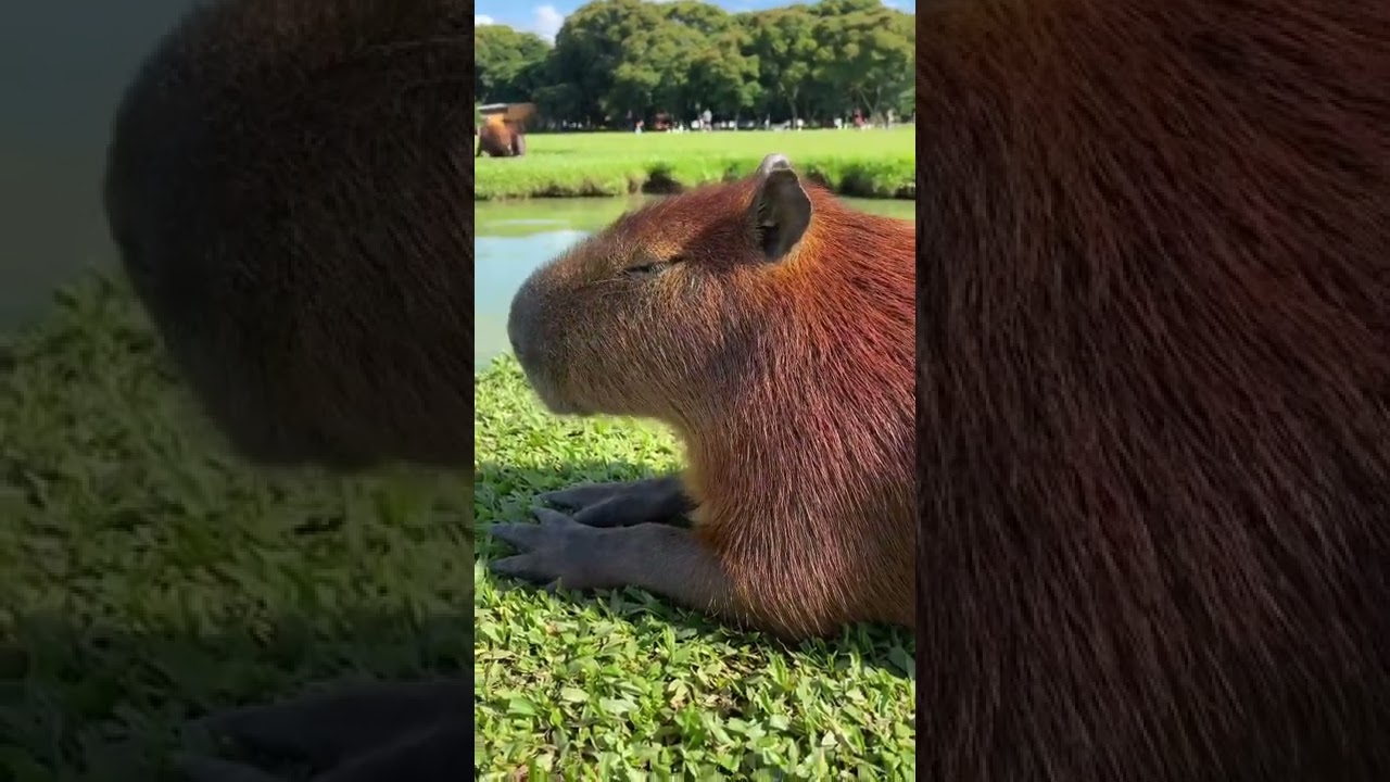 Capybara took a nap and chews at the same time 