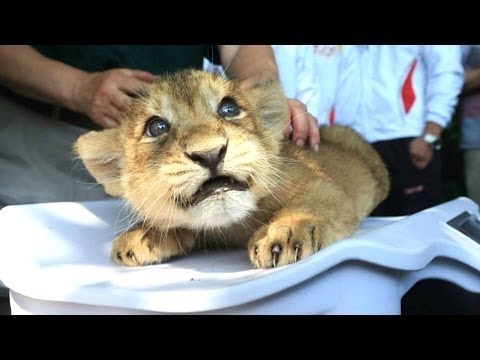 cuccioli di leone un simpatico e divertente grandi 