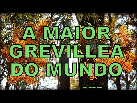 Vídeo: Informações sobre o plantio de Grevillea - Cultivando Grevillea no jardim