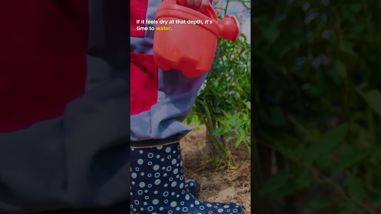 How do I know if my plants are getting enough water?