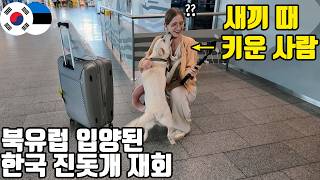 Will a Jindo Dog Adopted in Northern Europe Remember Its Korean Family After a Year?