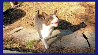 山の中からモフられに出てきた野良猫、ナデナデするとゴロゴロ言いながら横になる