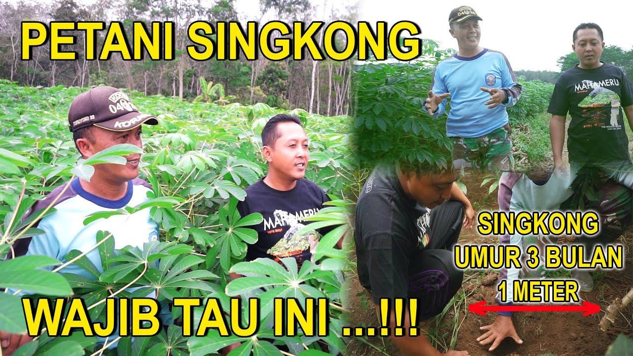 Cara Sukses Menanam Singkong 