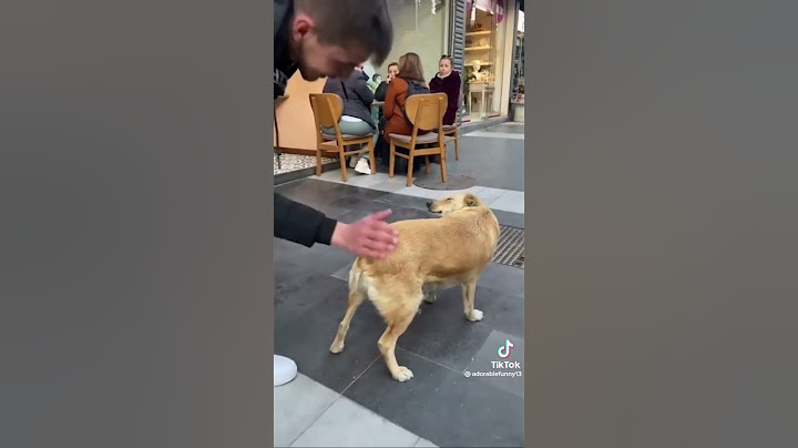 Funny dogs to make your day better #relaxmydog #funny #dogs #funnydogs #compilation