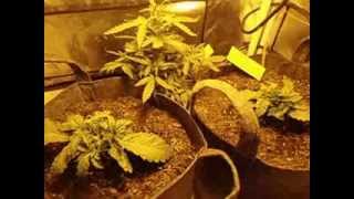 a update on my bagseed/northern lights grow week 2 veg