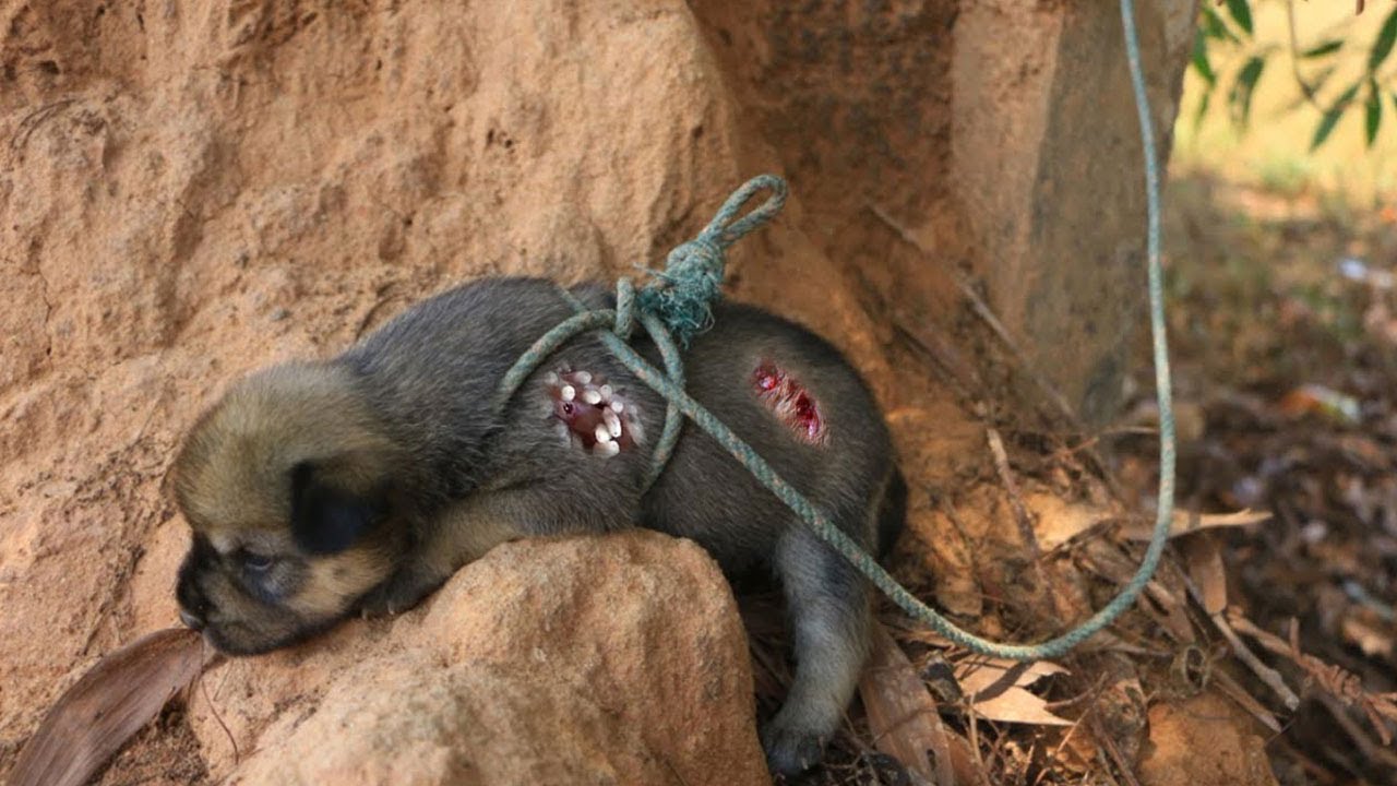 Never ignore saving a newborn puppy, gathering abandoned pets, feeding poor dogs healthy food