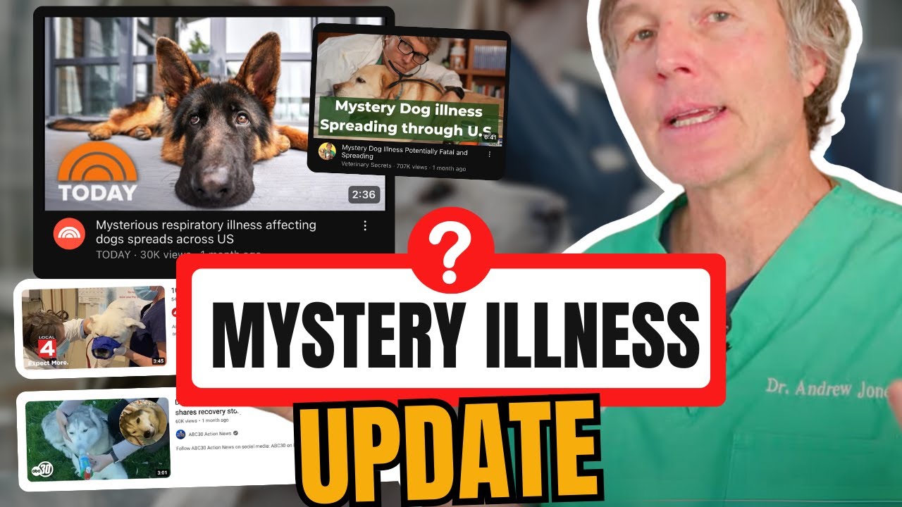 Mystery Dog Respiratory Illness 2024 Update YouTube