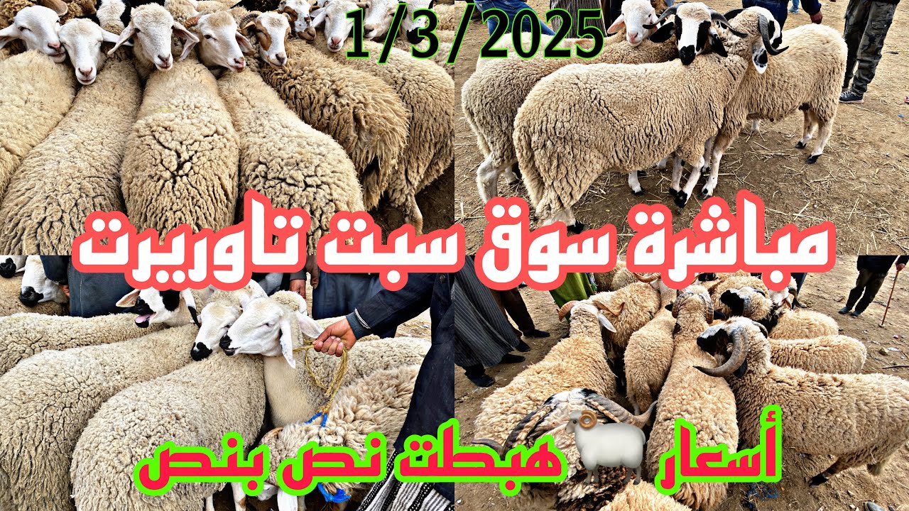 ولات الايام المجاريها الكسابة صاخطين أسعار غنم  ناقص بنص إنخفاض في إنخفاض شي فرحان شي صاخط