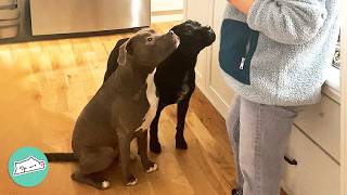 Two Pitties Run To The Door To Greet Their Favourite Grandma | Cuddle Buddies