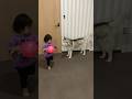 今日もシベリアンハスキーと元気に遊ぶ2歳児の妹分 #shorts