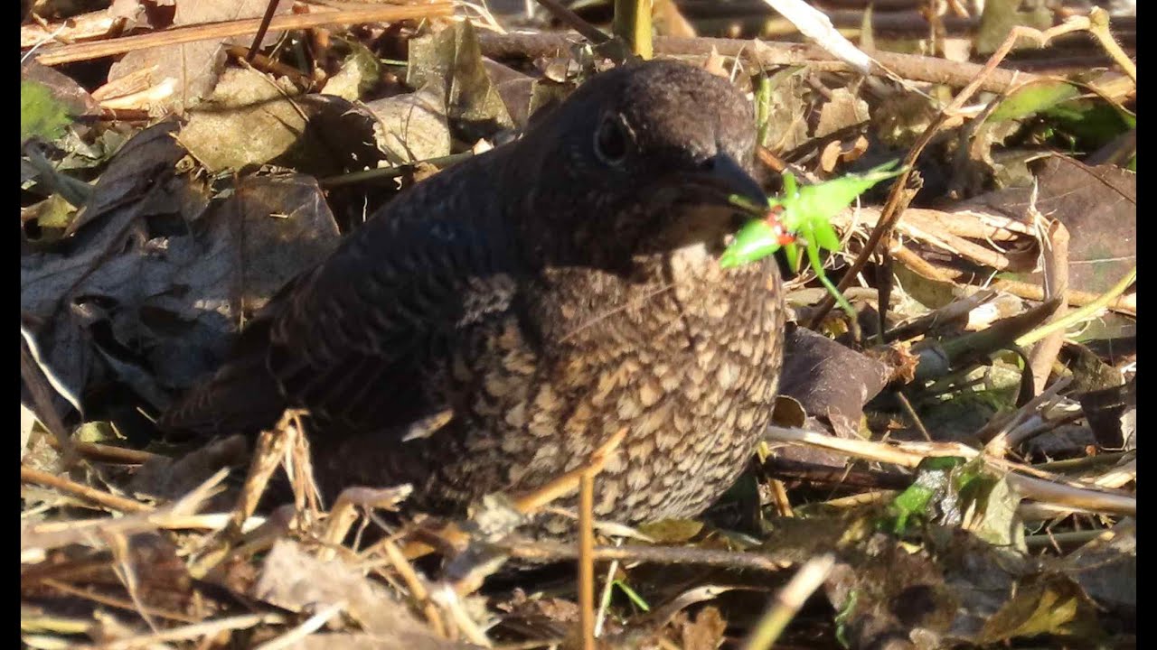 冬晴れに野鳥にぎわう川辺かな　2025小泉川