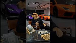 Crazy Pets Moments 😂🐶🐱#cats #funny #shorts #dogs