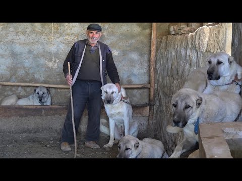 SİVASLI LATİF EMMİNİN KURTÇU KANGAL KÖPEKLERİ ! - SİVAS GÜRÜN DEKİ KURT BOĞAN KANGAL ÇOBAN KÖPEKLERİ