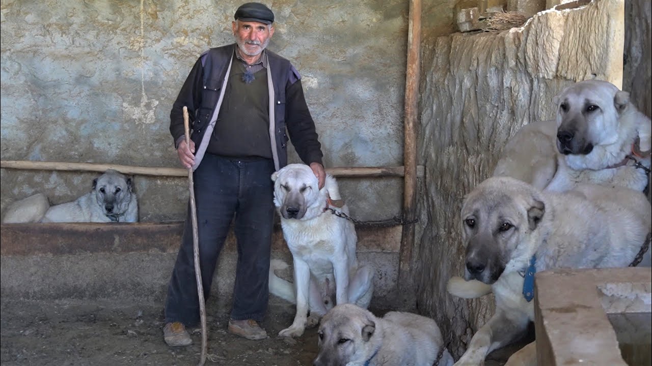 SİVASLI LATİF EMMİNİN KURTÇU KANGAL KÖPEKLERİ ! - SİVAS GÜRÜN DEKİ KURT BOĞAN KANGAL ÇOBAN KÖPEKLERİ