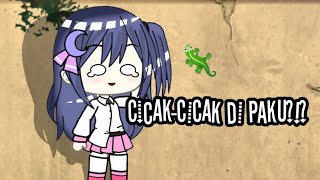 🤗Cicak-cicak di paku 🦎📌