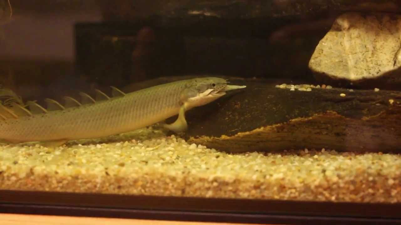 Flösselhecht frisst Stinte