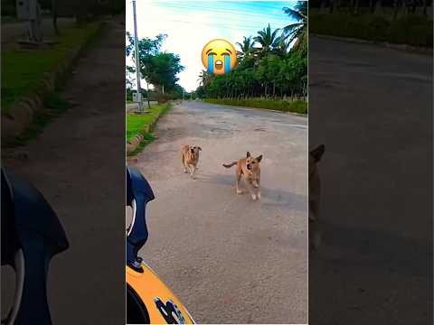 dog 🤣 #dog #shortsfeed #shorts