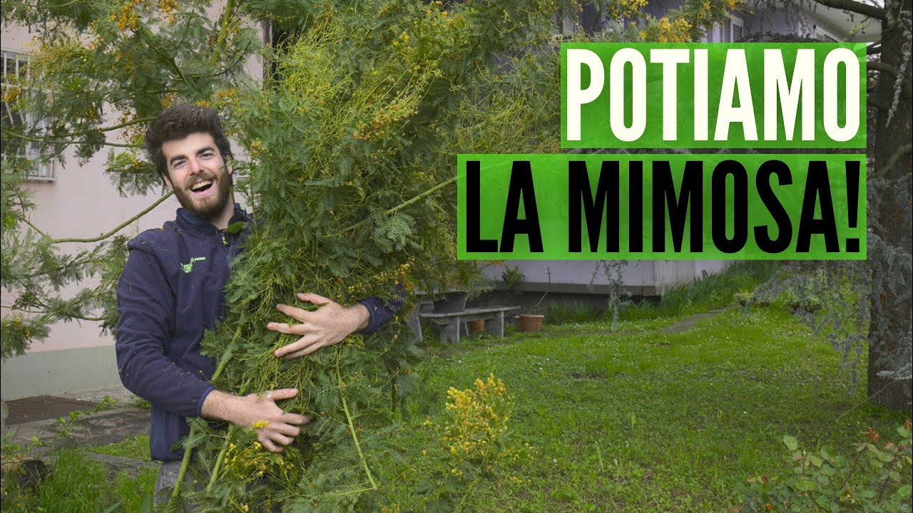 POTATURA della MIMOSA