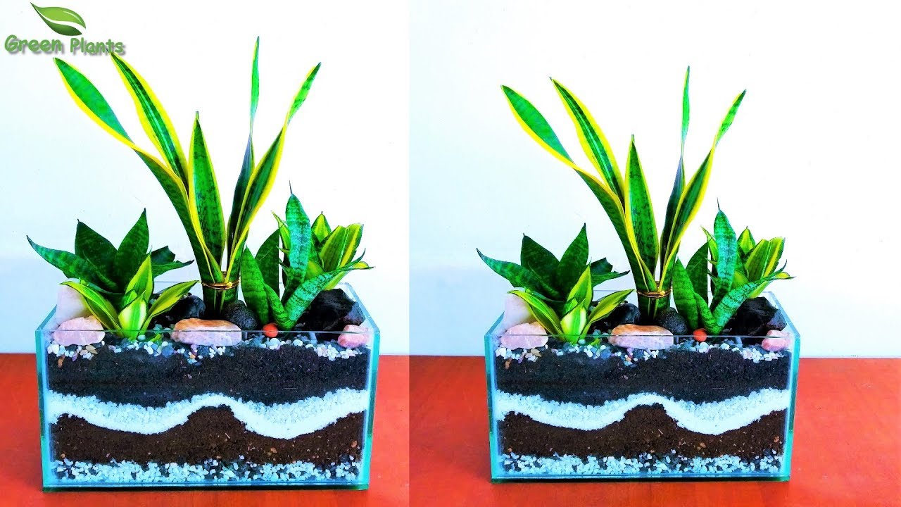 Snake Plants Indoor Decoration Idea & Snake Plants Arrange in Water//GREEN PLANTS YouTube