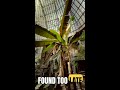 3 Critically Endangered Plant Species Found in Remote Indian Forest #Shorts