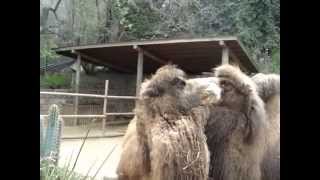 Camello escupe
