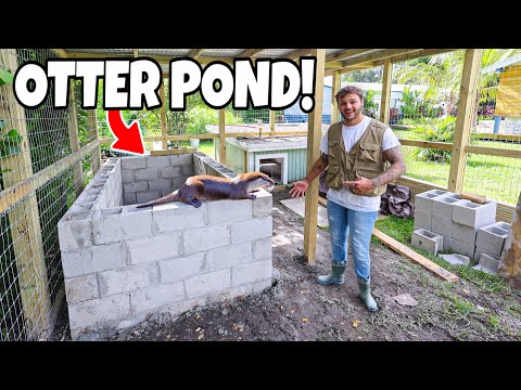 Building My PET OTTER a POND!!
