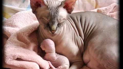 Video 10546351: sphynx love