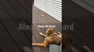 Mila Watching While The Others Sleep