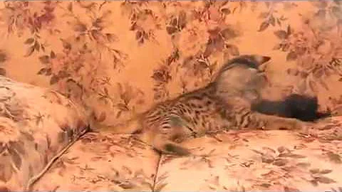 Watch the video about F2 Savannah Kitten Playing on the Sofa